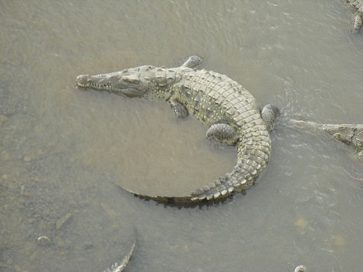 Flusskrokodil - Costa Rica